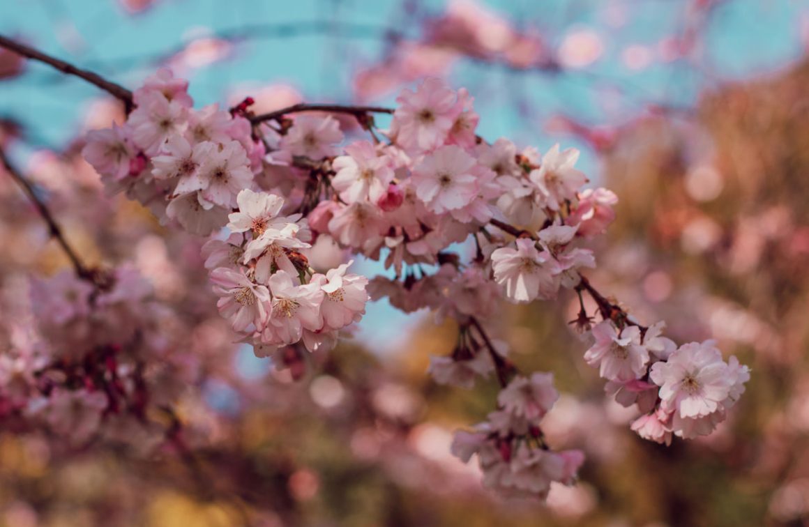 Après L'hiver Les Fleurs De Cerisiers Gratuit