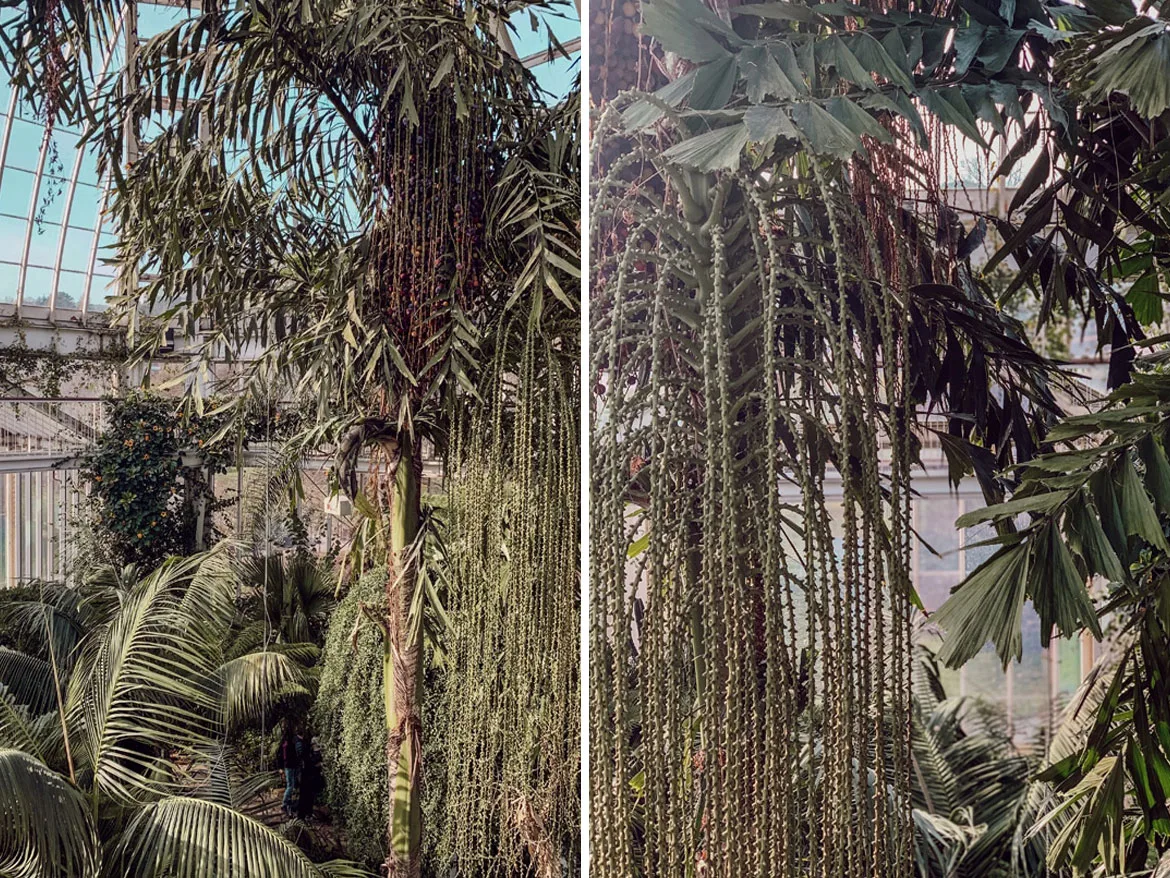 jardin botanique de Genève
