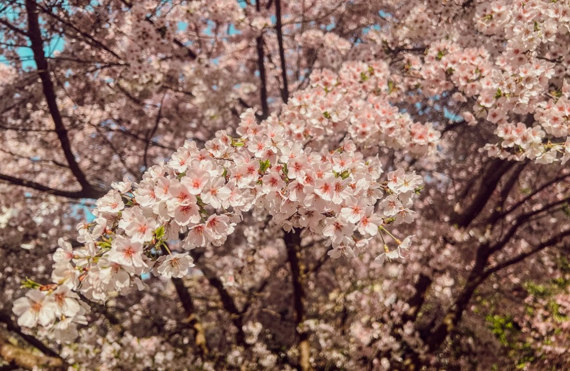 Les Fleurs de Cerisier à Lausanne - La Route de Ben