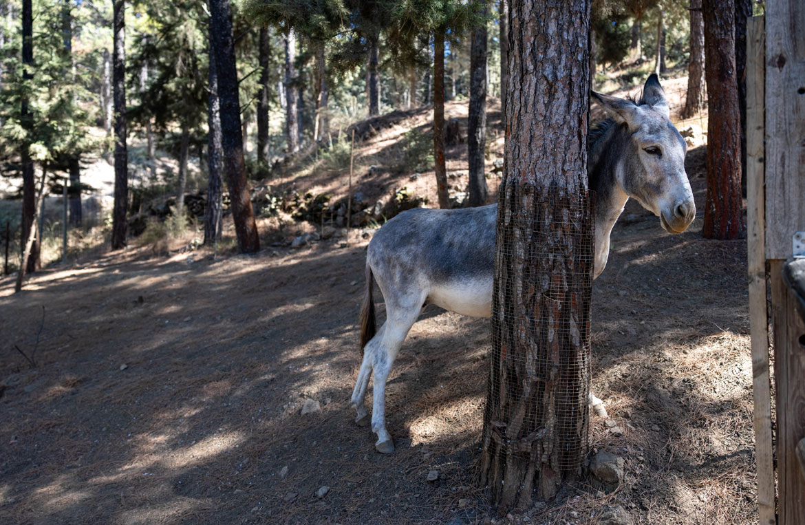 Six jours à Kos en Grèce