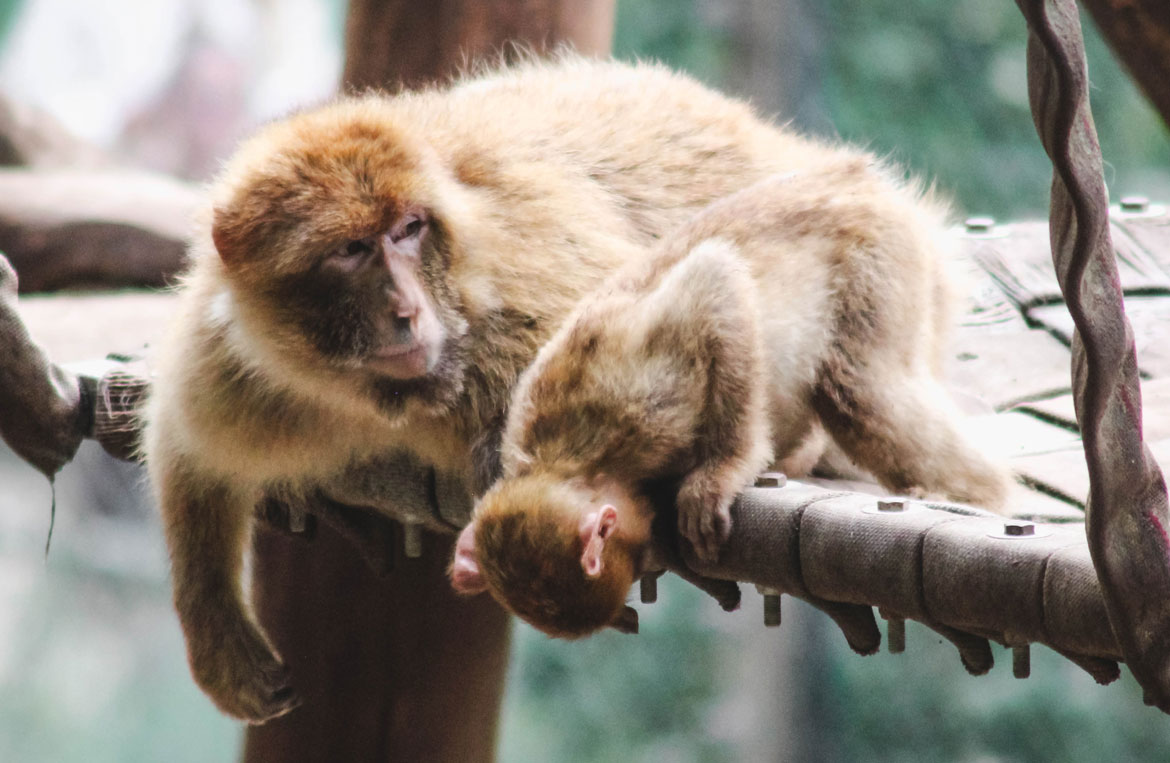 ZooParc de Beauval