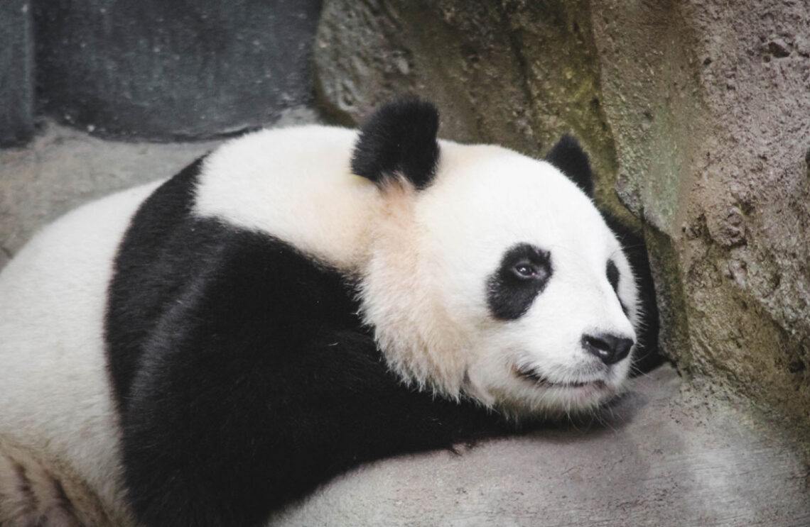 zooparc beauval loir et cher
