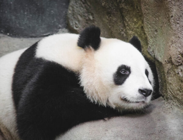 zooparc beauval loir et cher