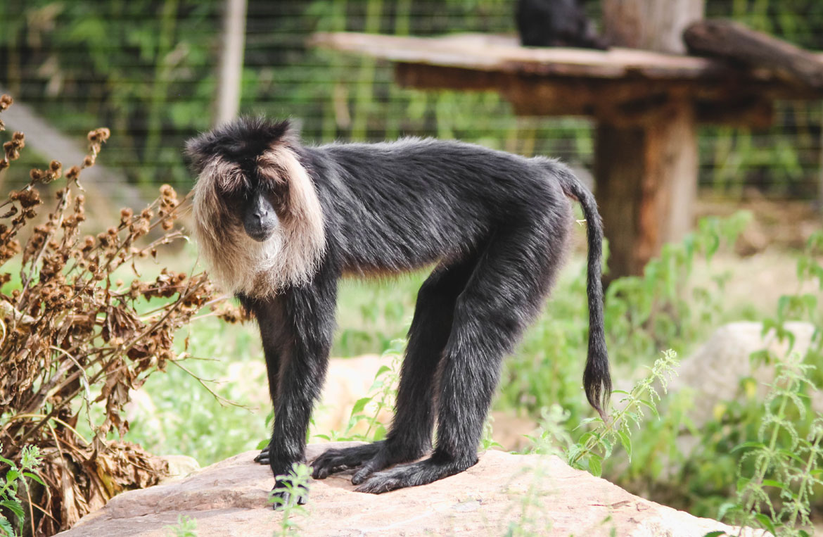 zooparc beauval loir et cher