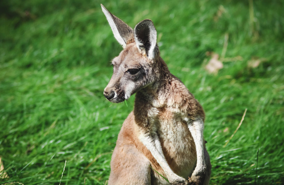 zooparc beauval loir et cher