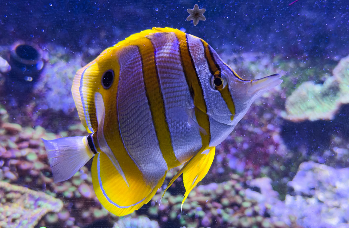 Museum Aquarium de Nancy collection zoologique